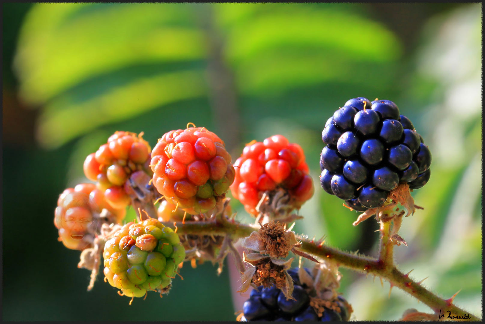  Brombeeren Foto & Bild pflanzen, pilze & flechten, früchte und