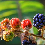 ~ Brombeeren ~