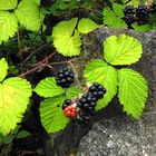 Brombeeren