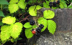 Brombeeren