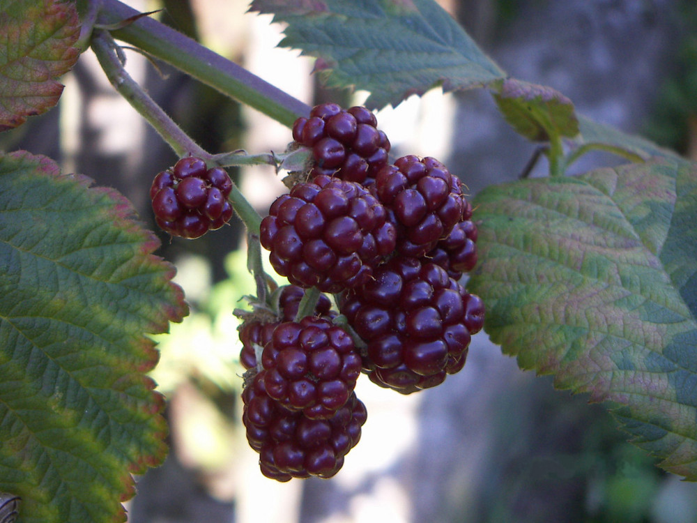 Brombeeren