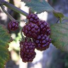 Brombeeren