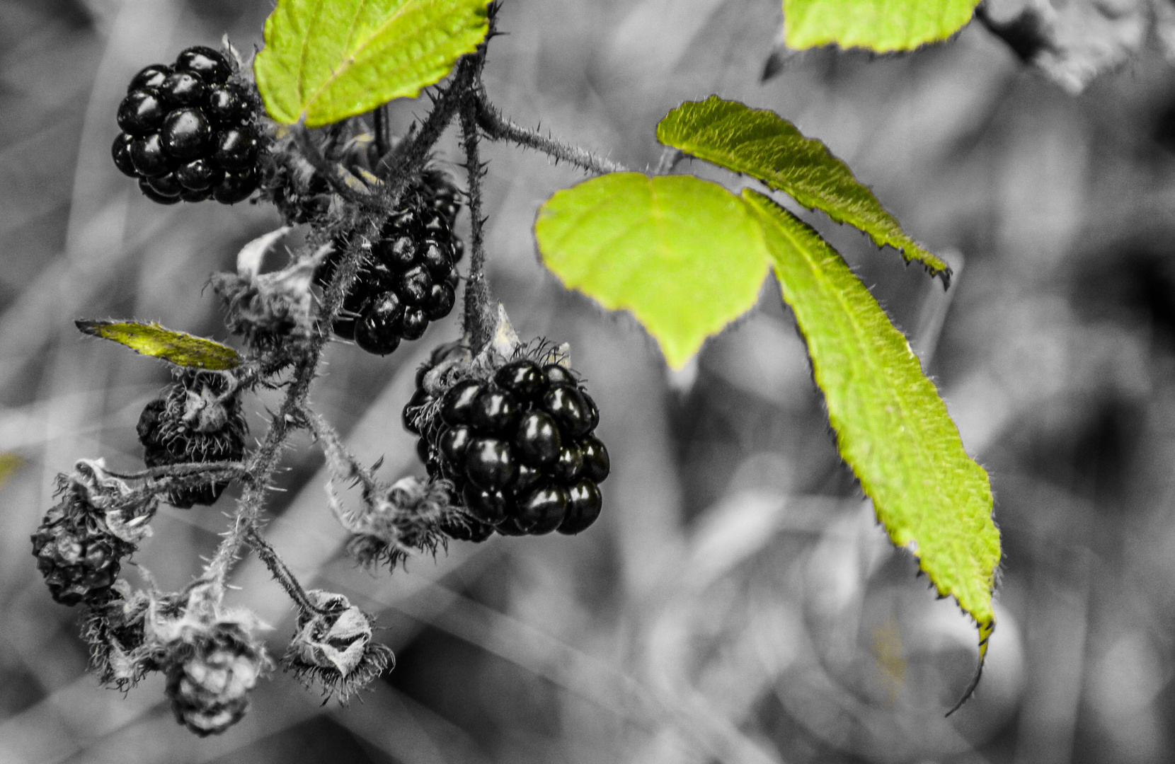 *Brombeeren*