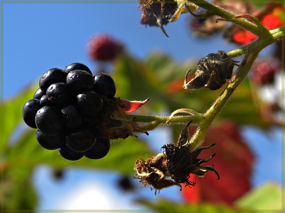 Brombeeren            *)