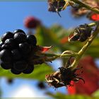 Brombeeren            *)