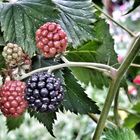 Brombeeren