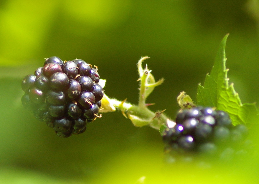 Brombeeren