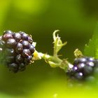 Brombeeren