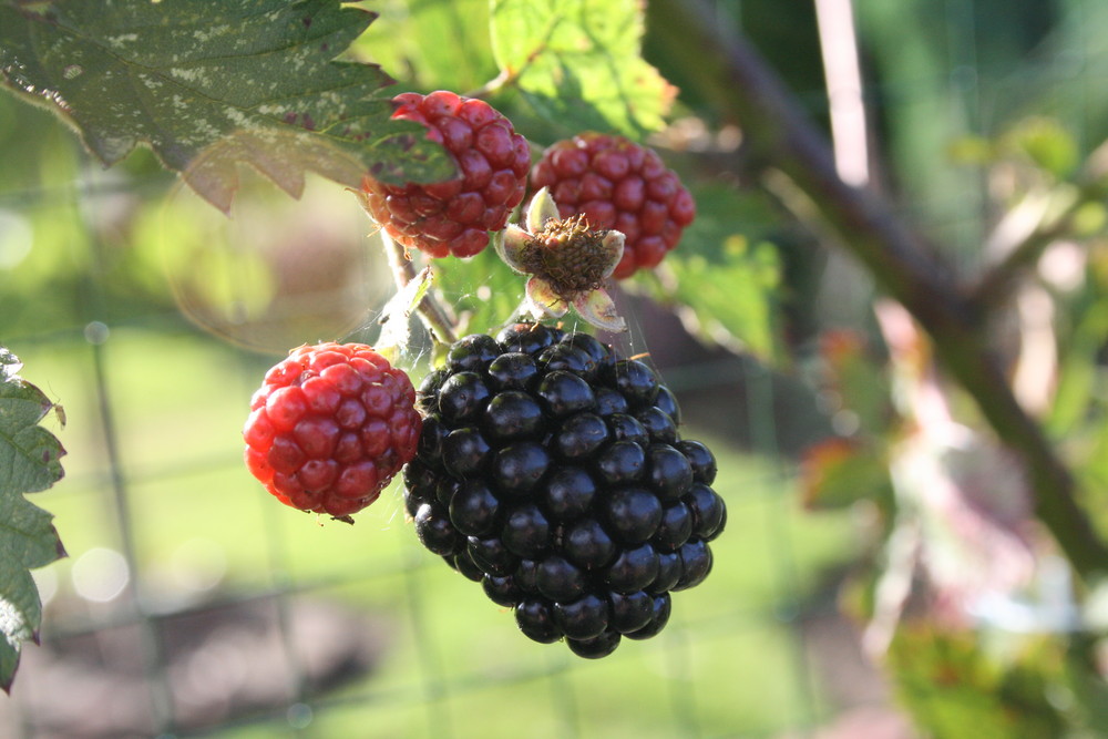 Brombeeren, eine jetzt, eine morgen und eine ...