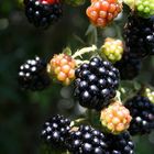 Brombeeren