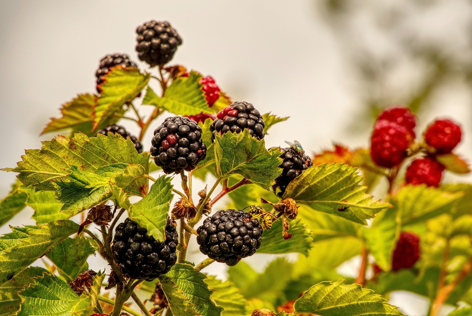 Brombeeren Foto & Bild pflanzen, pilze & flechten, jahreszeiten