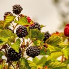 Brombeeren