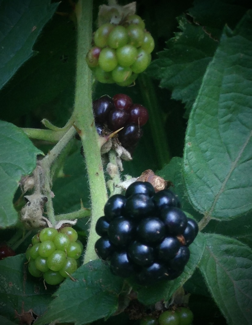 Brombeeren fast reif......