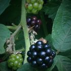 Brombeeren fast reif......