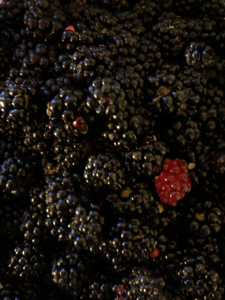 Brombeeren