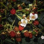 Brombeeren für Geduldige