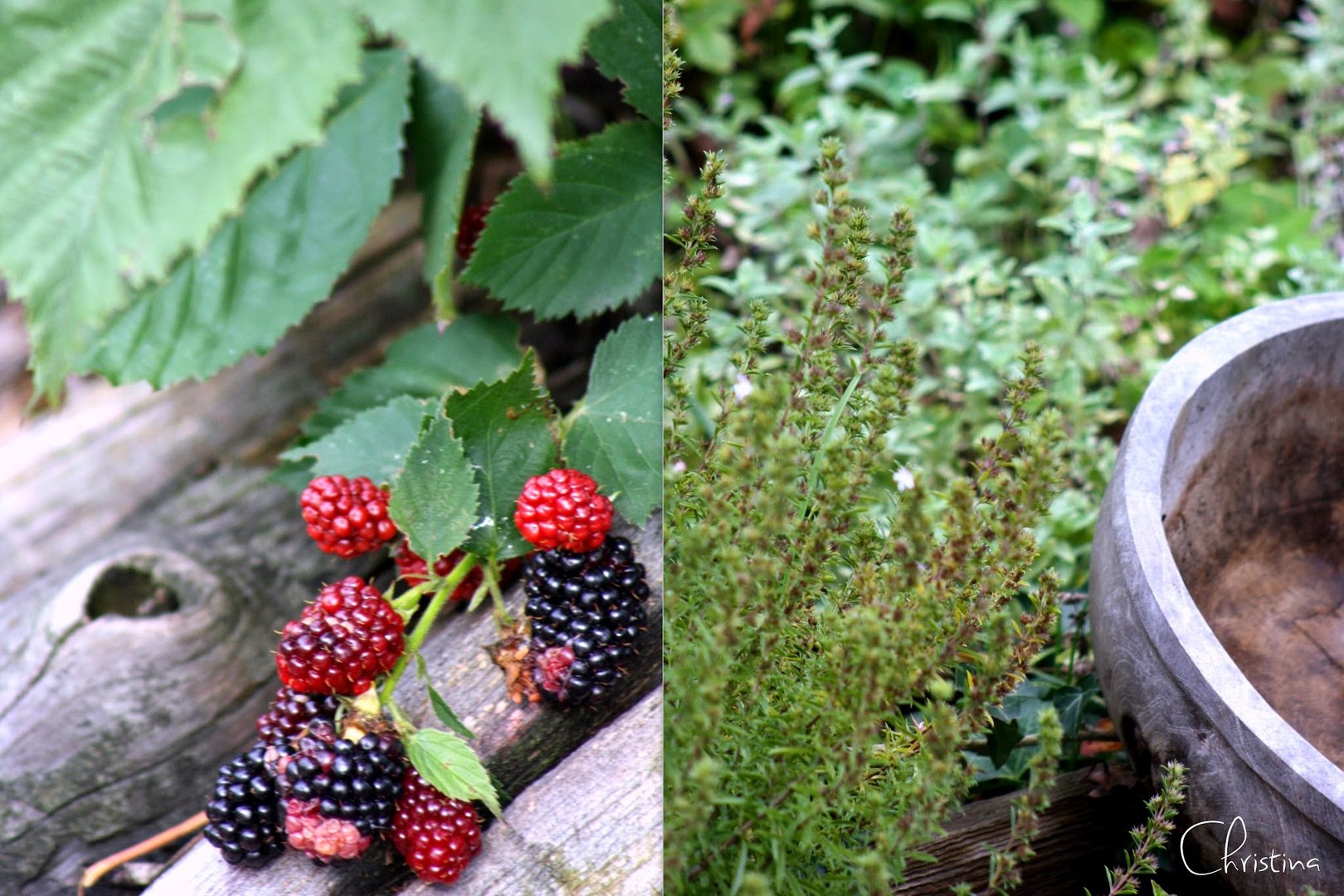 Brombeeren Herbst 2014