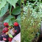 Brombeeren Herbst 2014