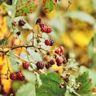 Brombeeren | Herbst