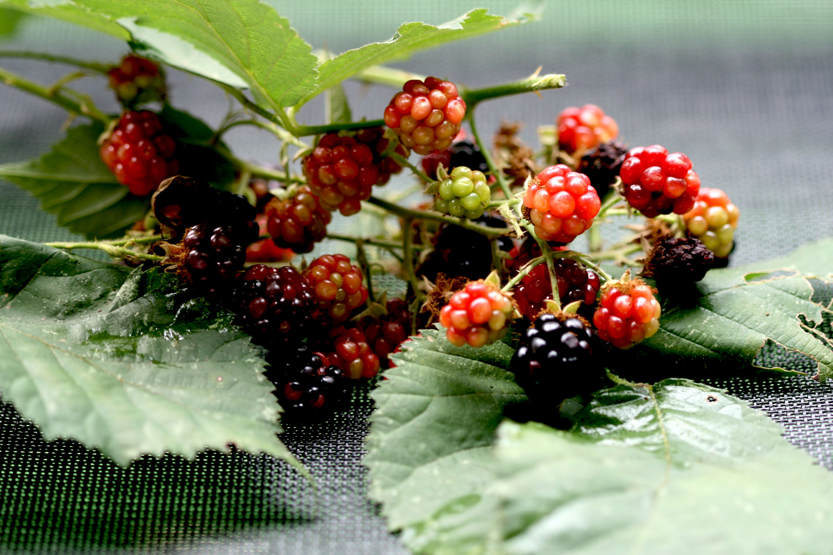 Brombeeren im Garten Foto & Bild natur, beeren