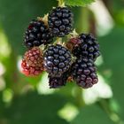 Brombeeren im Garten