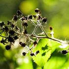 Brombeeren im Oktoberlicht