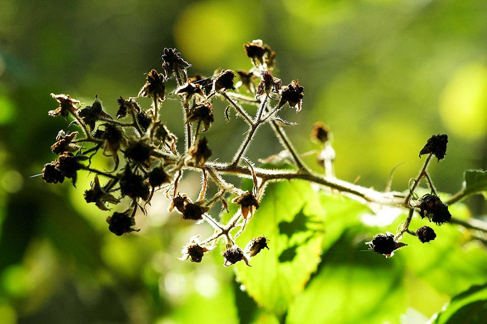 Brombeeren im Oktoberlicht