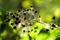 Brombeeren im Oktoberlicht