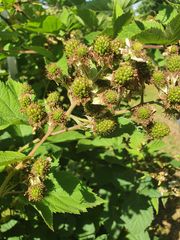 Brombeeren im Sonnenlicht**