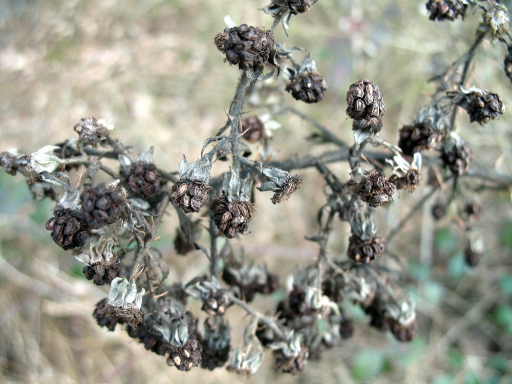 Brombeeren im Winter