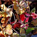 Brombeeren im Winterkleid