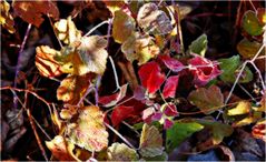 Brombeeren im Winterkleid