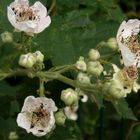 Brombeeren in Blüte