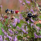 Brombeeren in der Heide