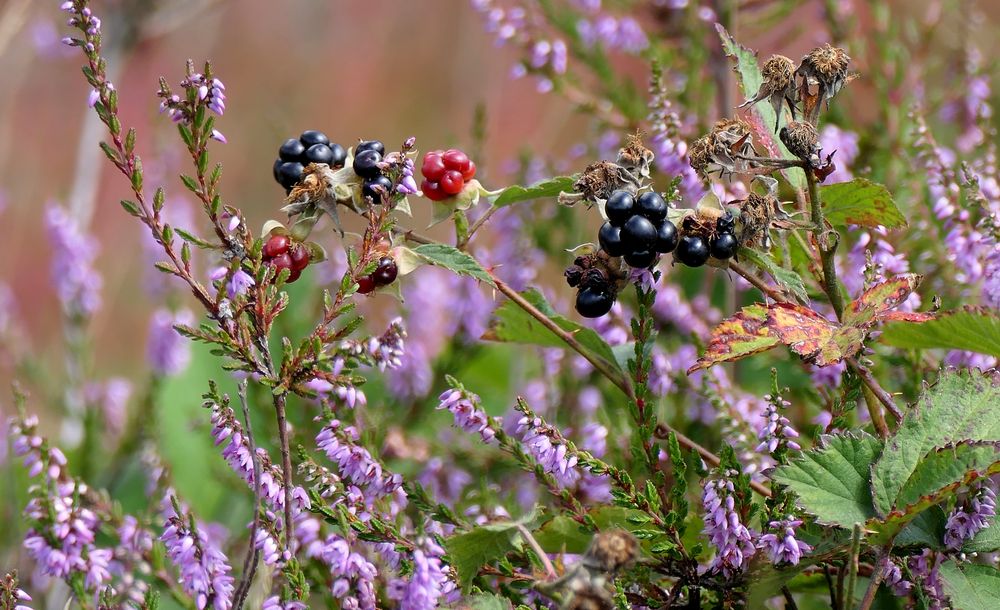 Brombeeren in der Heide