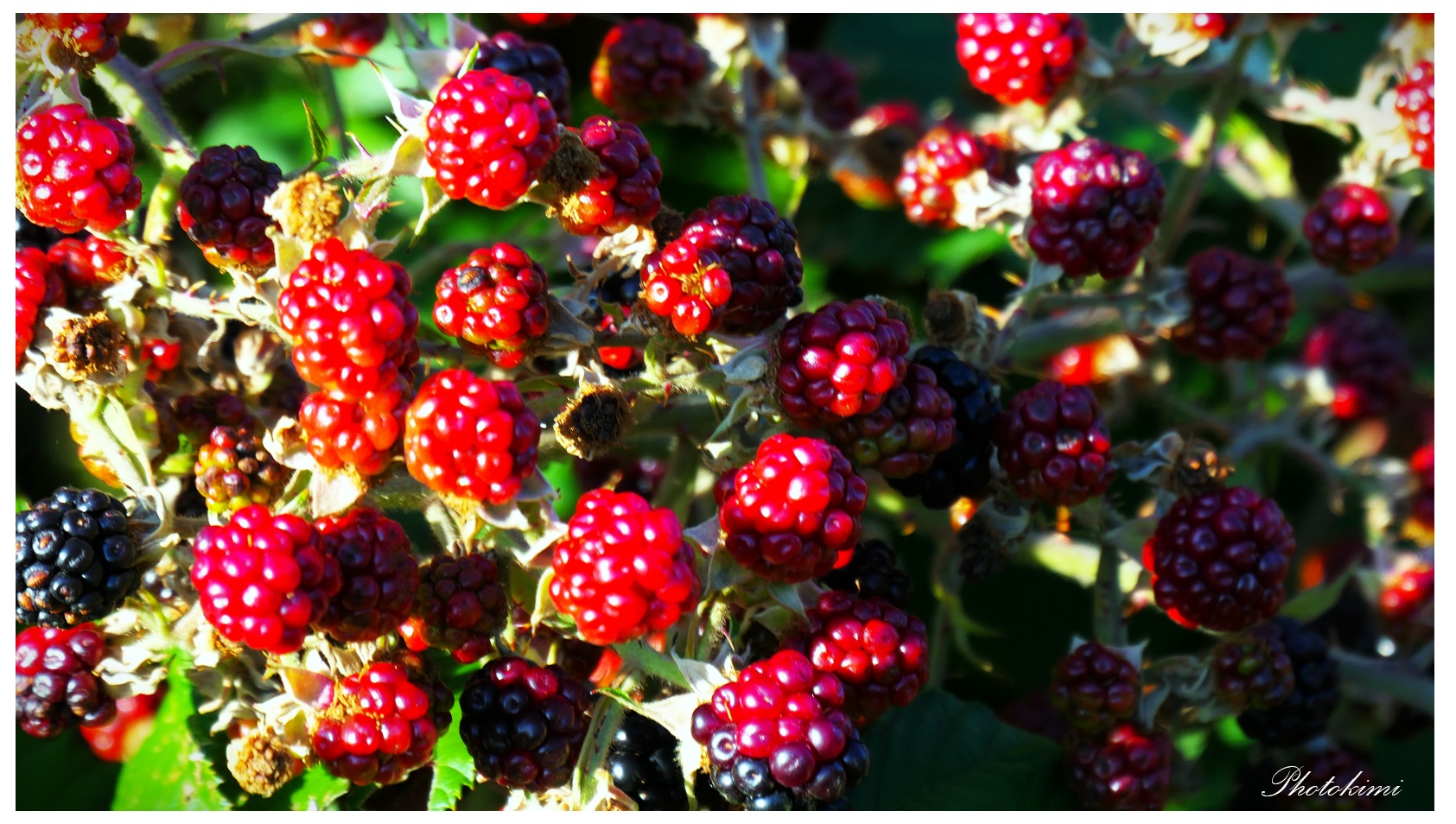 Brombeeren in der Sonne