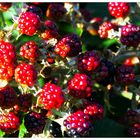 Brombeeren in der Sonne