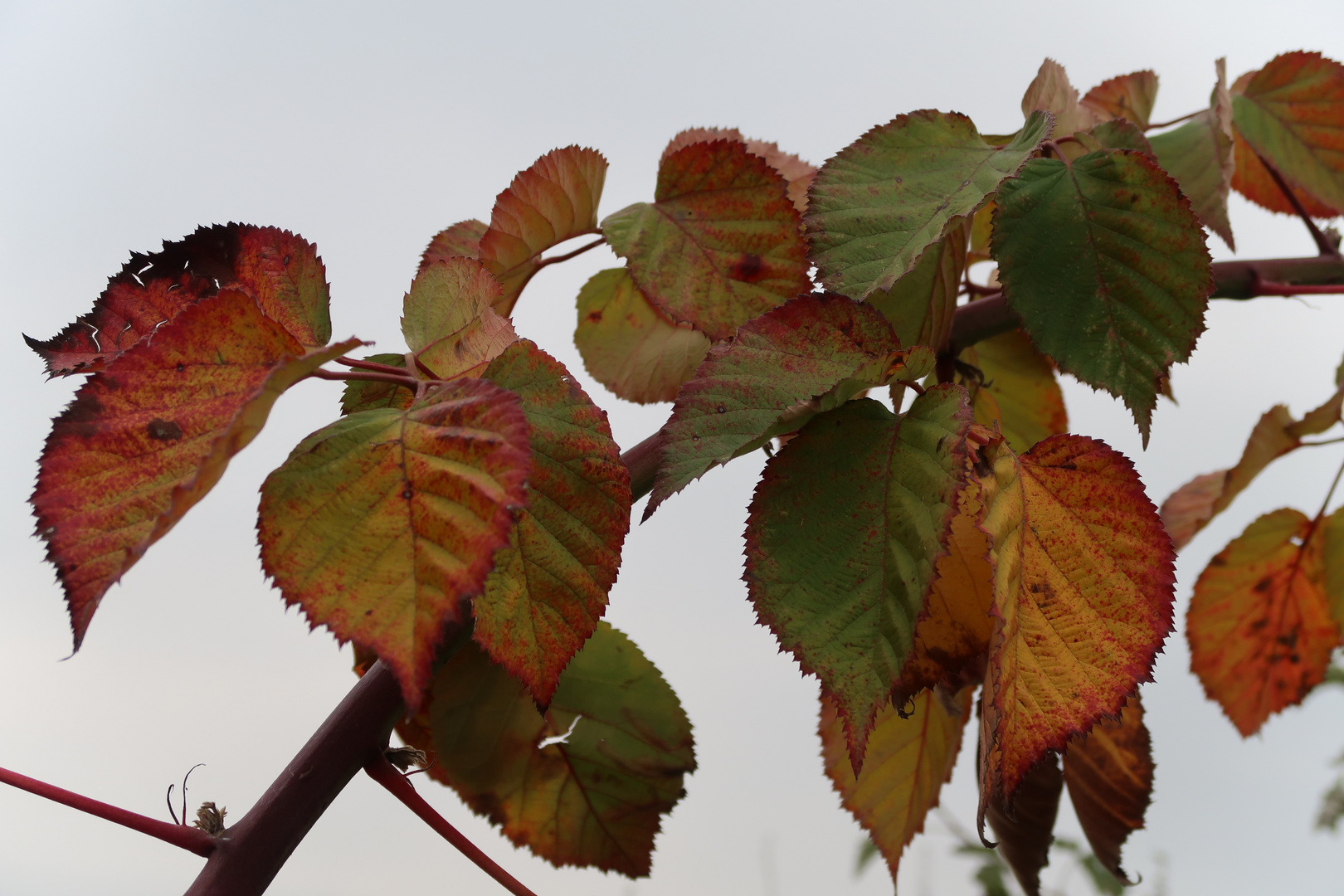 Brombeeren können Herbst