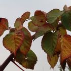 Brombeeren können Herbst