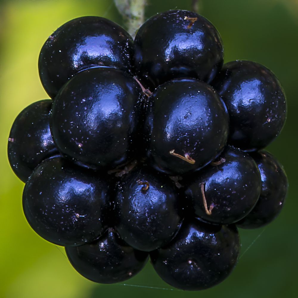 Brombeeren Makro