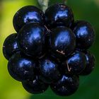 Brombeeren Makro