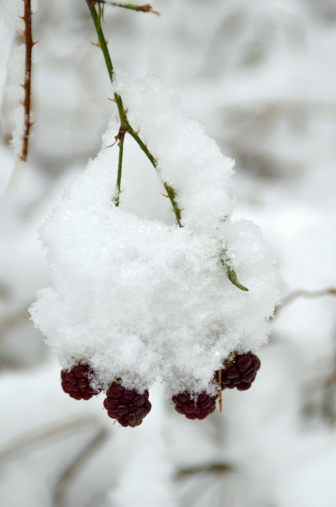 Brombeeren mit Haube ...