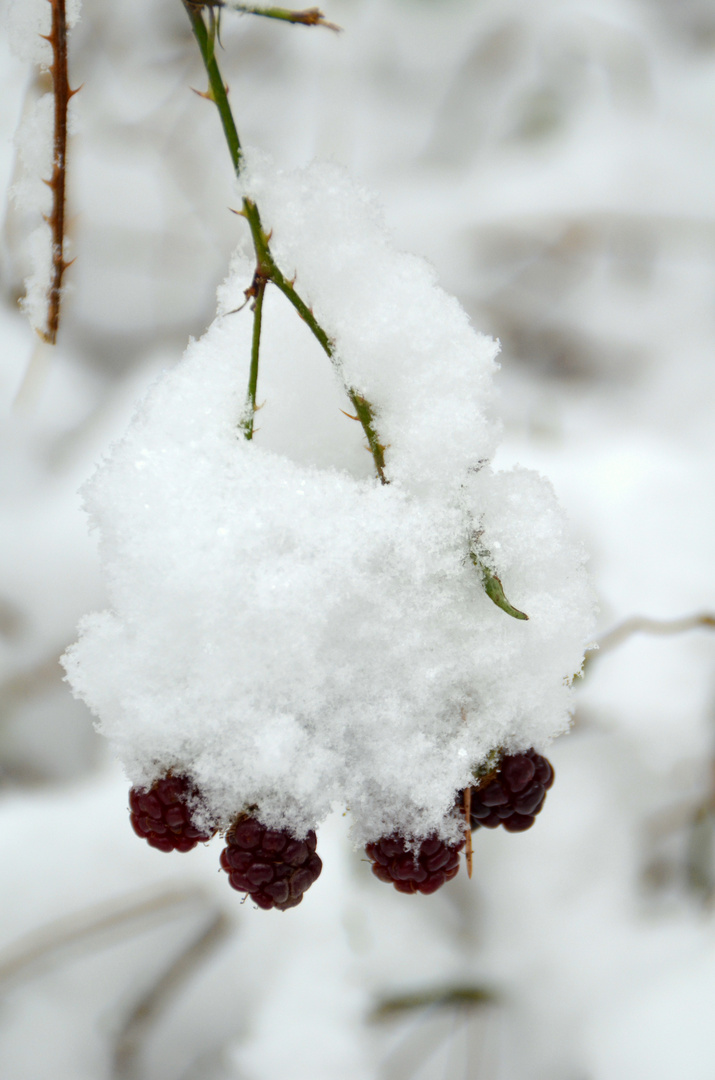 Brombeeren mit Haube ...