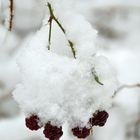 Brombeeren mit Haube ...