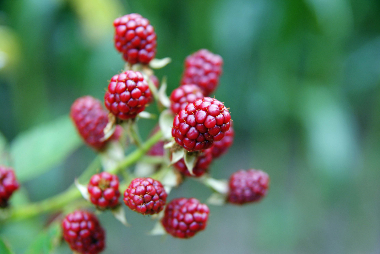 Brombeeren-Nahaufnahme