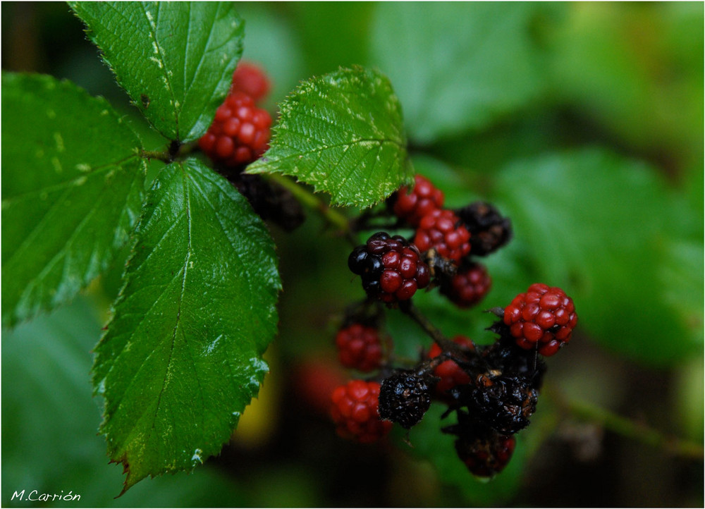 Brombeeren oder sowas ähnliches :-)