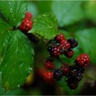 Brombeeren oder sowas ähnliches :-)