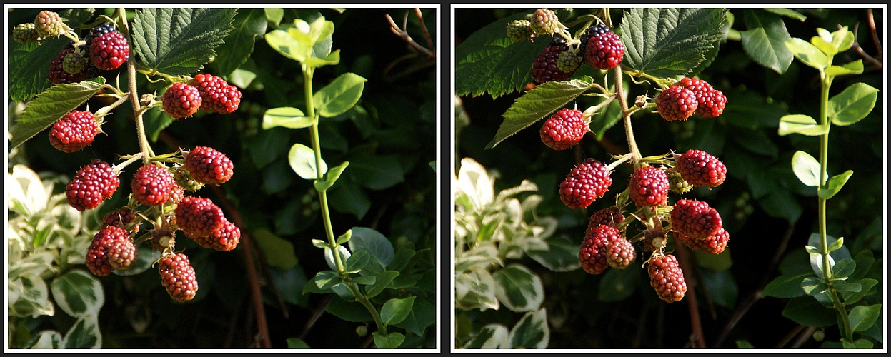 Brombeeren Panorama