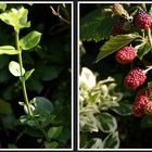 Brombeeren Panorama