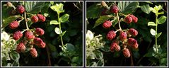 Brombeeren Panorama